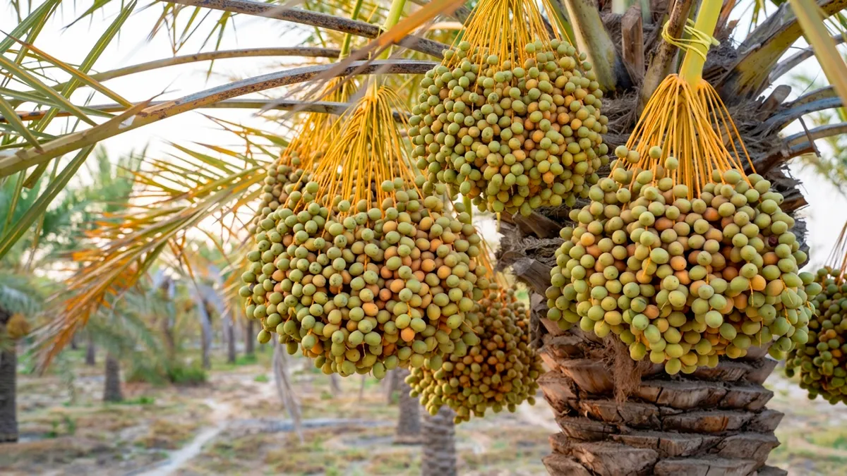 خواص خرما و خواص درمانی خرما،خرما با داشتن فیبر، پتاسیم و آنتی‌ اکسیدان‌ های طبیعی ، منبعی عالی برای تأمین انرژی فوری و بهبود سلامت گوارش است.