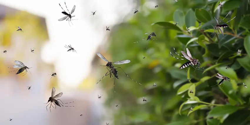 Dealing with mosquitoesمقابله با پشه‌ها