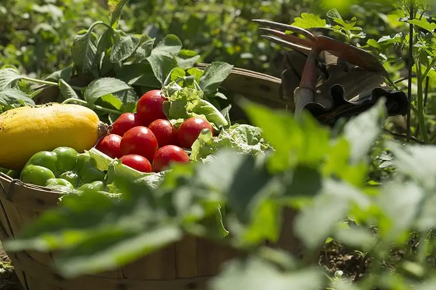 Gardening at homeباغبانی در منزل