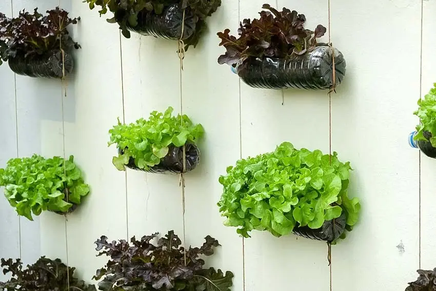 Gardening at homeباغبانی در منزل