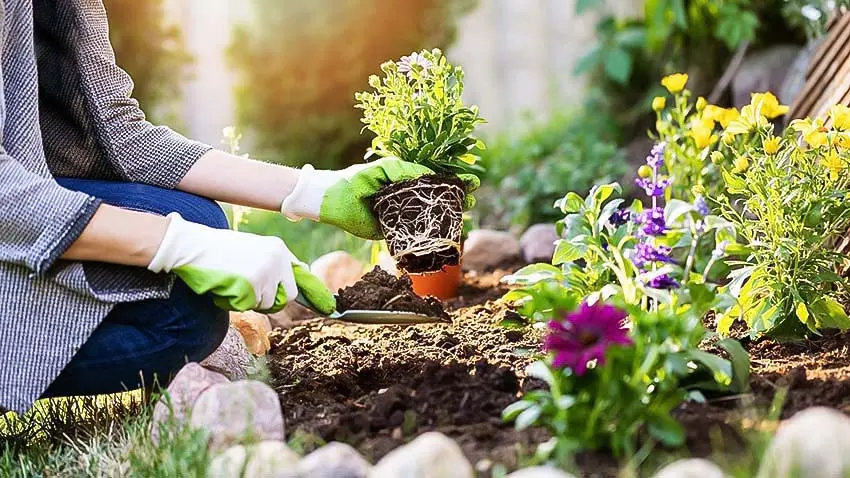Gardening at homeباغبانی در منزل