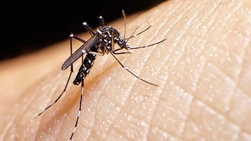 Dealing with mosquitoesمقابله با پشه‌ها