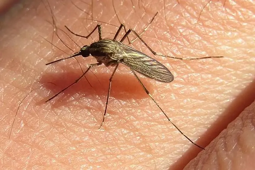 Dealing with mosquitoesمقابله با پشه‌ها