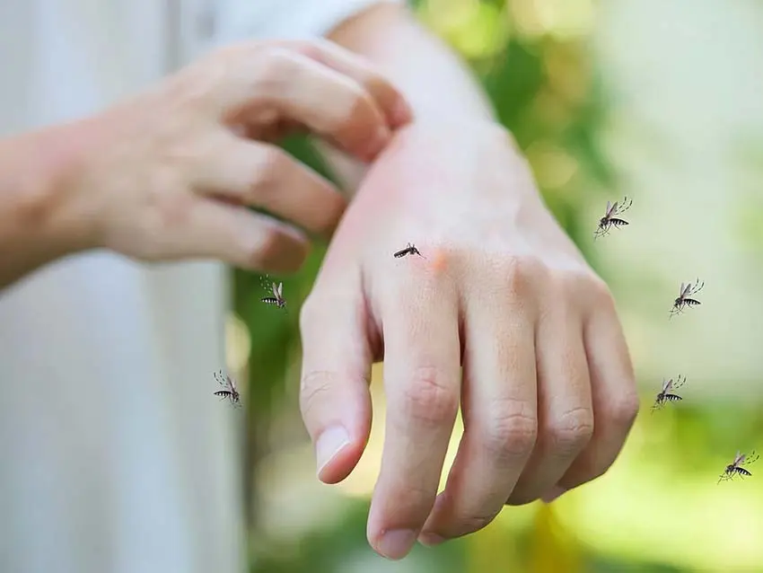 Dealing with mosquitoesمقابله با پشه‌ها