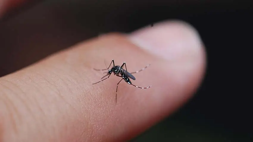 Dealing with mosquitoesمقابله با پشه‌ها