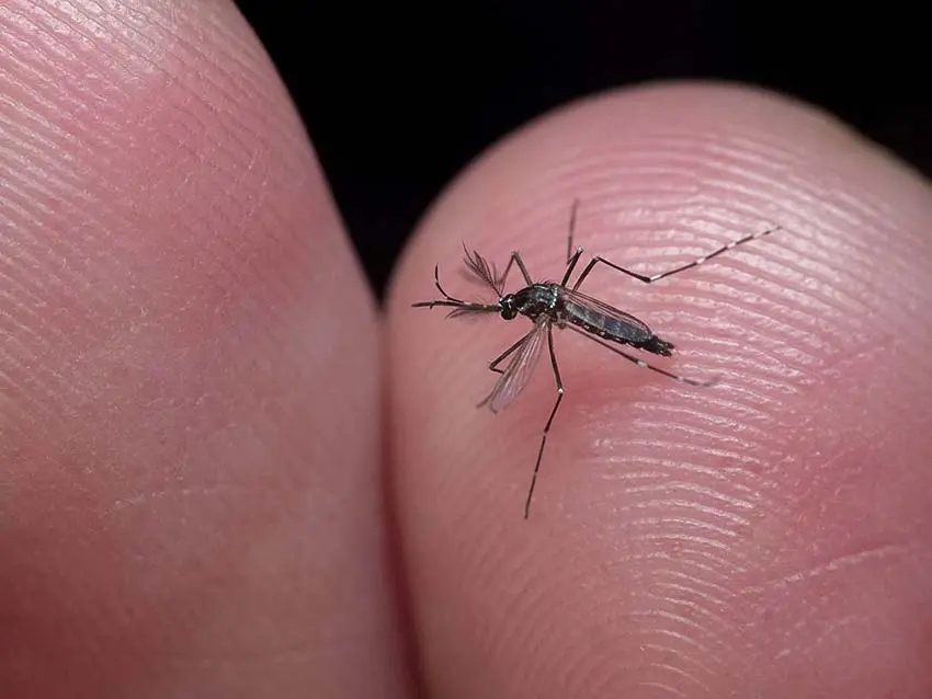 Dealing with mosquitoesمقابله با پشه‌ها