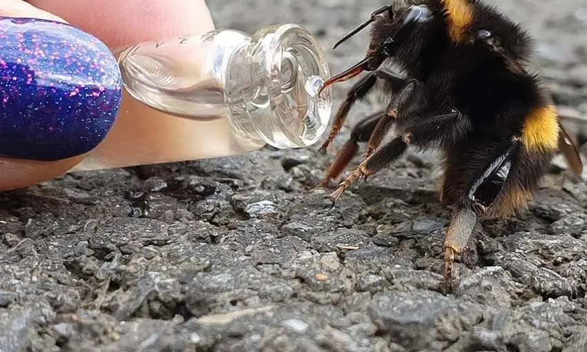 Beesزنبورها