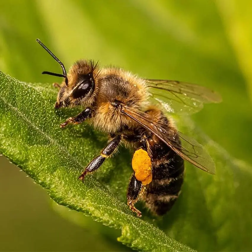 Bees زنبورها