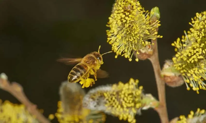 Beesزنبور
