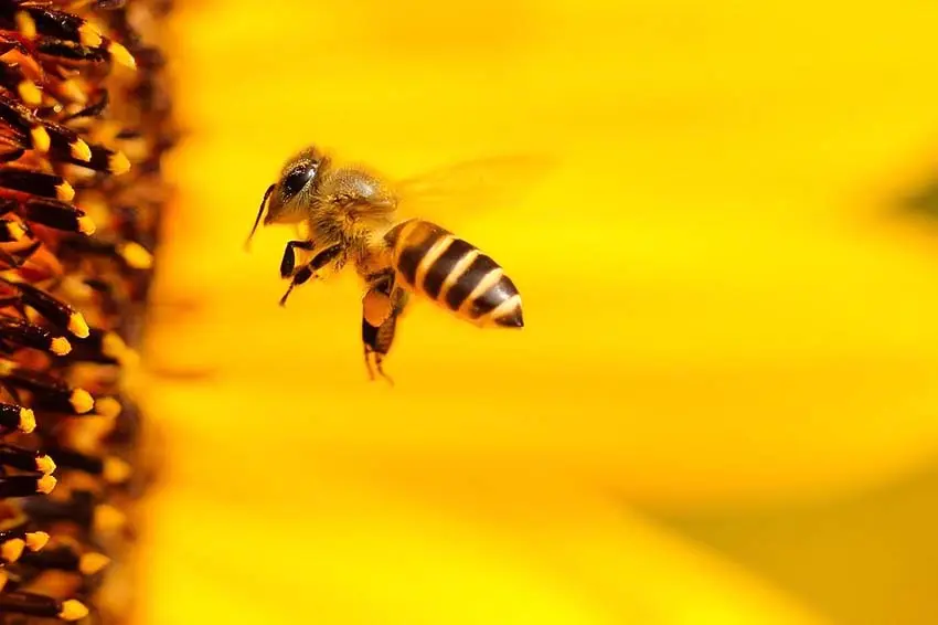Beesزنبورها