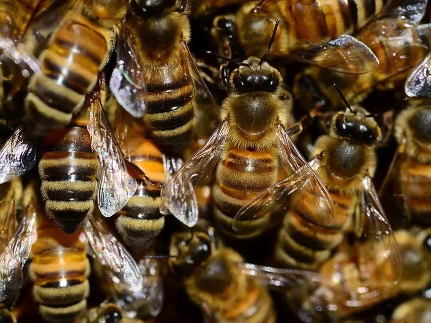 Beesزنبورها