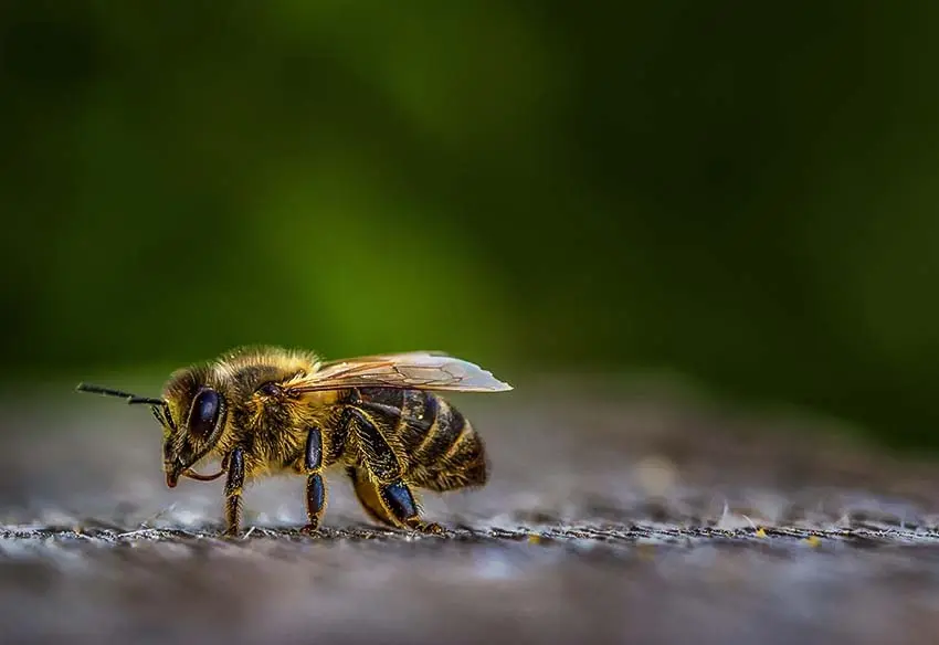 Beesزنبورها