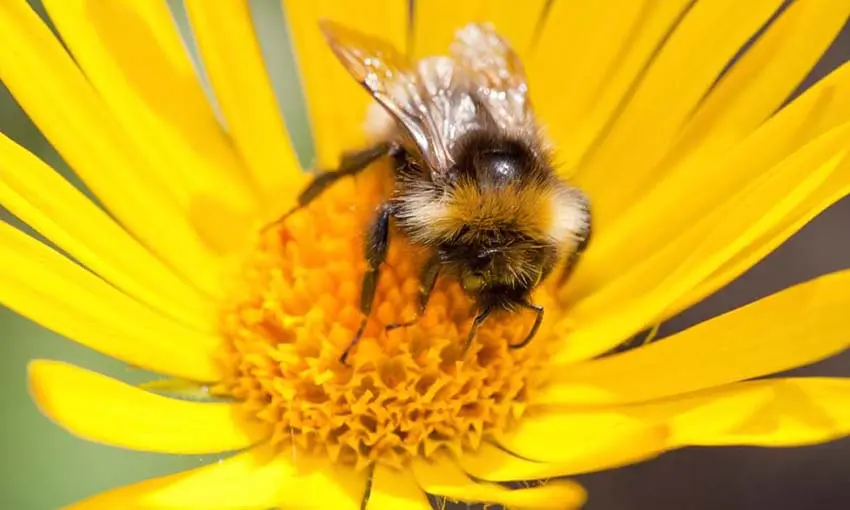 Beesزنبورها