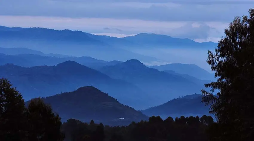Mountain gorillasگوریل‌های کوهی