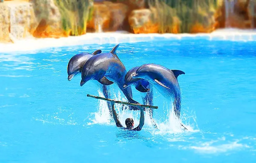 پارک دلفین‌ها