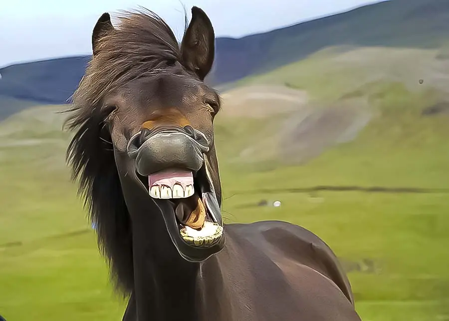 عکس اسب خوش خنده