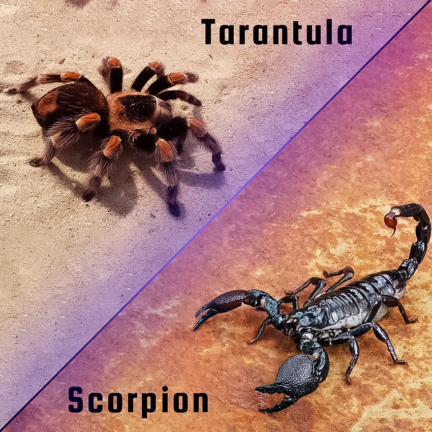 نبرد عقرب و رتیل