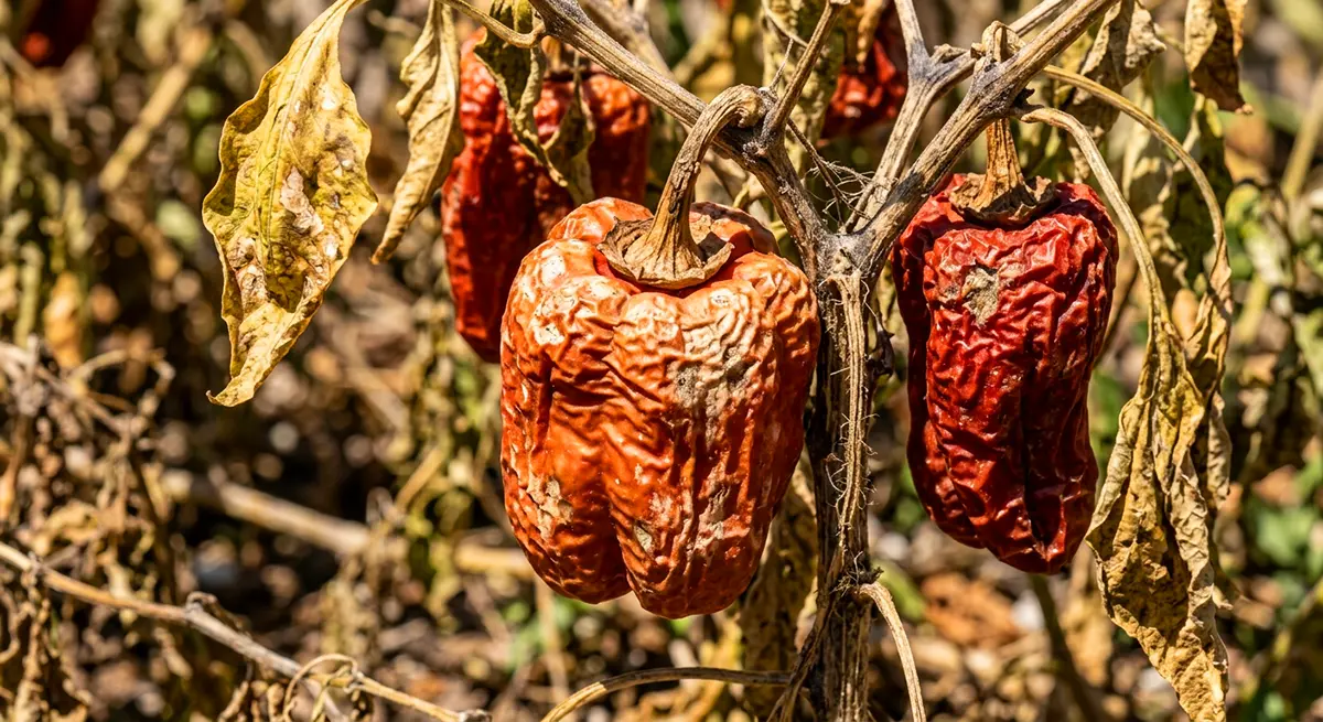 نگهداری گیاهان در گرما با مراقبت از گیاهان در تابستان ، محافظت از گیاه در موج گرما و چیدن به موقع محصول امکان‌ پذیر است .
